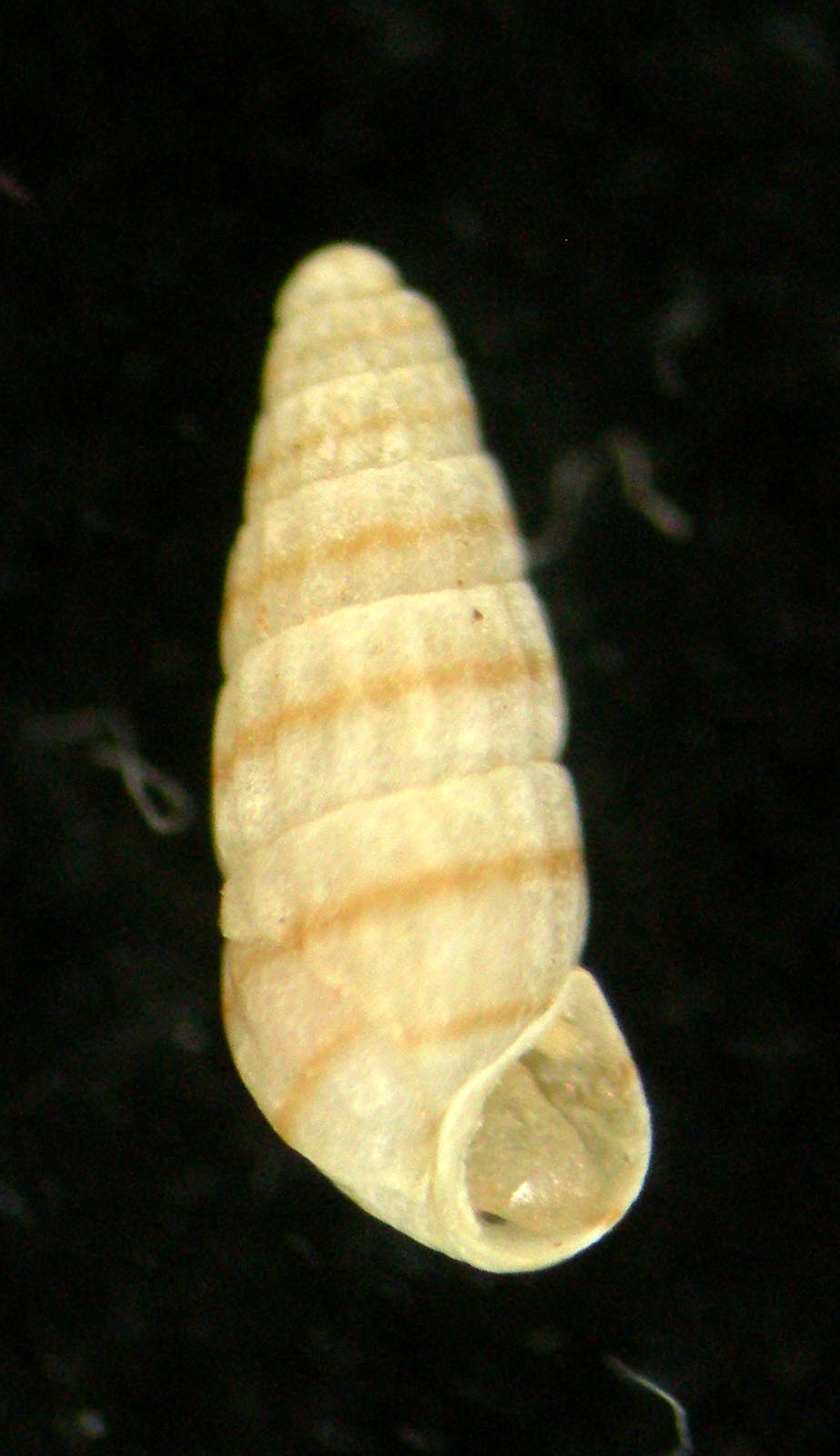 Odostomella bicincta